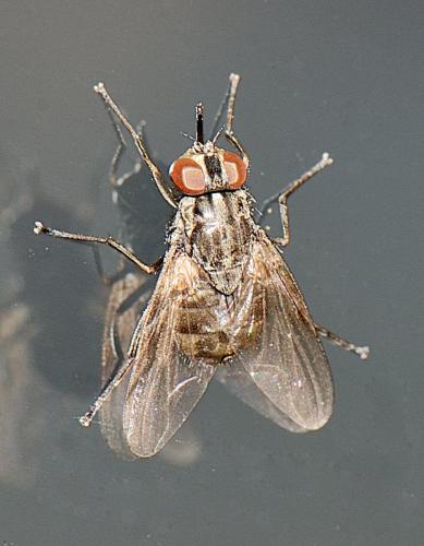 Réf. 295 158 : Stomoxys calcitrans